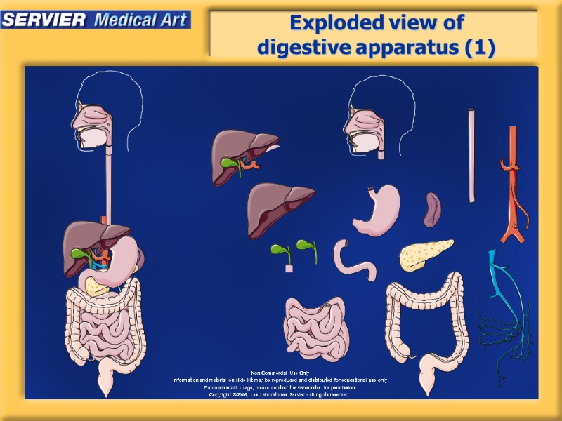 Exploded view of digestive apparatus (1)